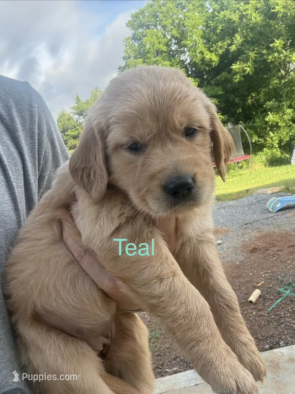 Teal  – Golden Retriever puppy for sale in Knoxville, TN