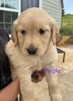 Purple , a female Golden Retriever for sale in Knoxville, TN – 4 of 4