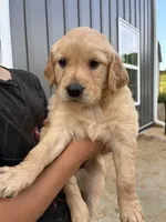 Orange, a female Golden Retriever for sale in Knoxville, TN – 5 of 6