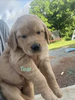 Teal , a female Golden Retriever for sale in Knoxville, TN – 4 of 4