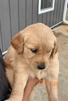 Orange, a female Golden Retriever for sale in Knoxville, TN – 2 of 6