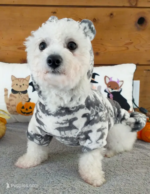 Pippin – Bichon Frise puppy for sale in Willington, CT