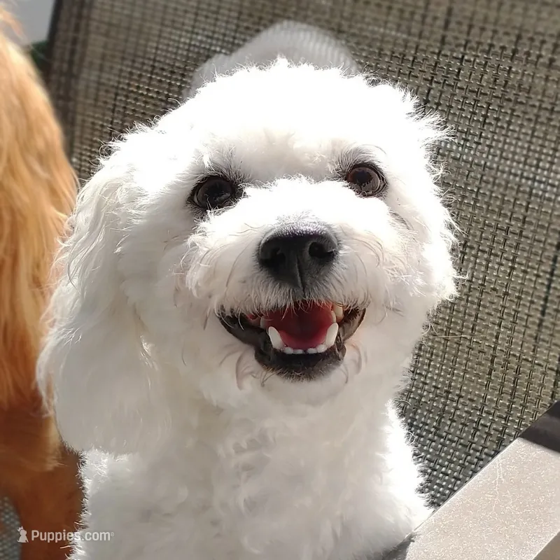 Pippin – Bichon Frise puppy for sale in Willington, CT