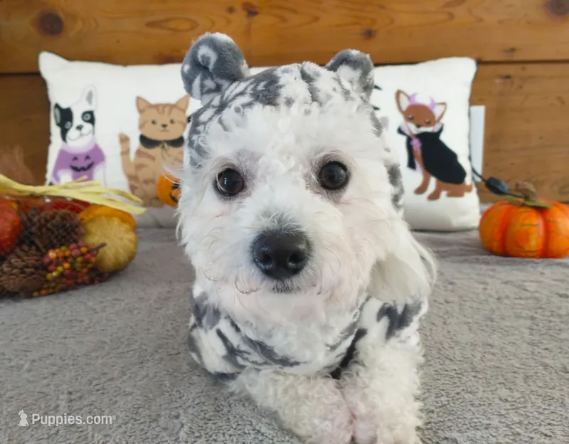 Pippin – Bichon Frise puppy for sale in Willington, CT