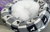 Pippin, a male Bichon Frise for sale in Willington, CT – 3 of 3
