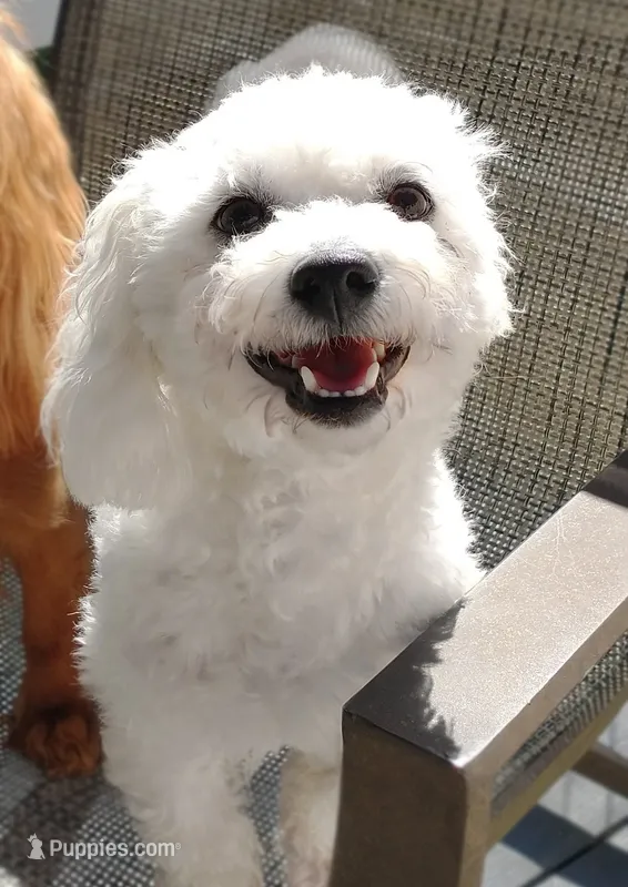 Pippin – Bichon Frise puppy for sale in Willington, CT