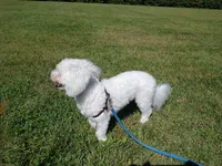 Pippin, a male Bichon Frise for sale in Willington, CT – 2 of 3