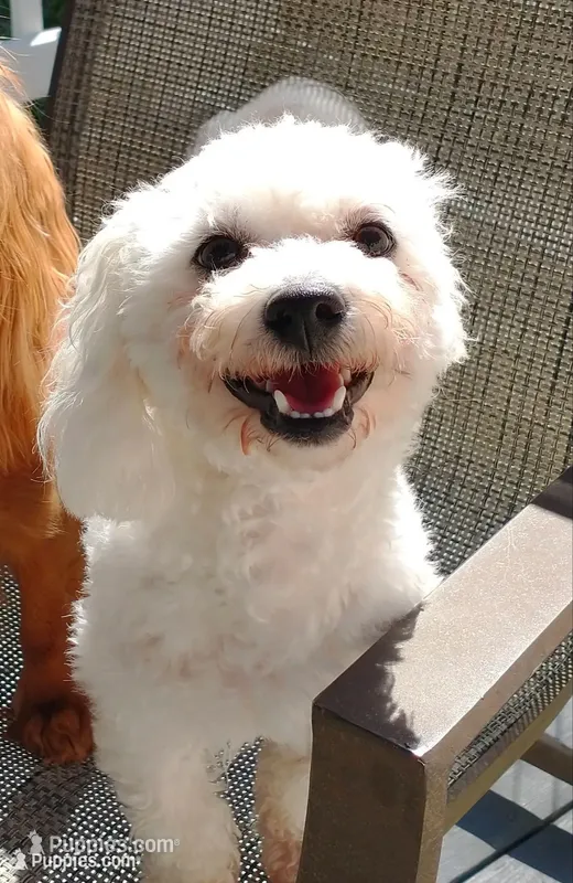 Pippin – Bichon Frise puppy for sale in Willington, CT