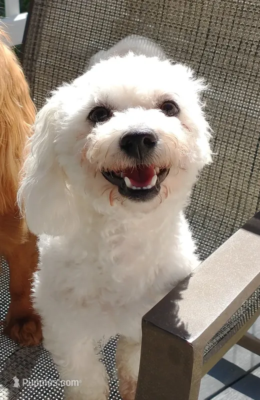 Pippin – Bichon Frise puppy for sale in Willington, CT