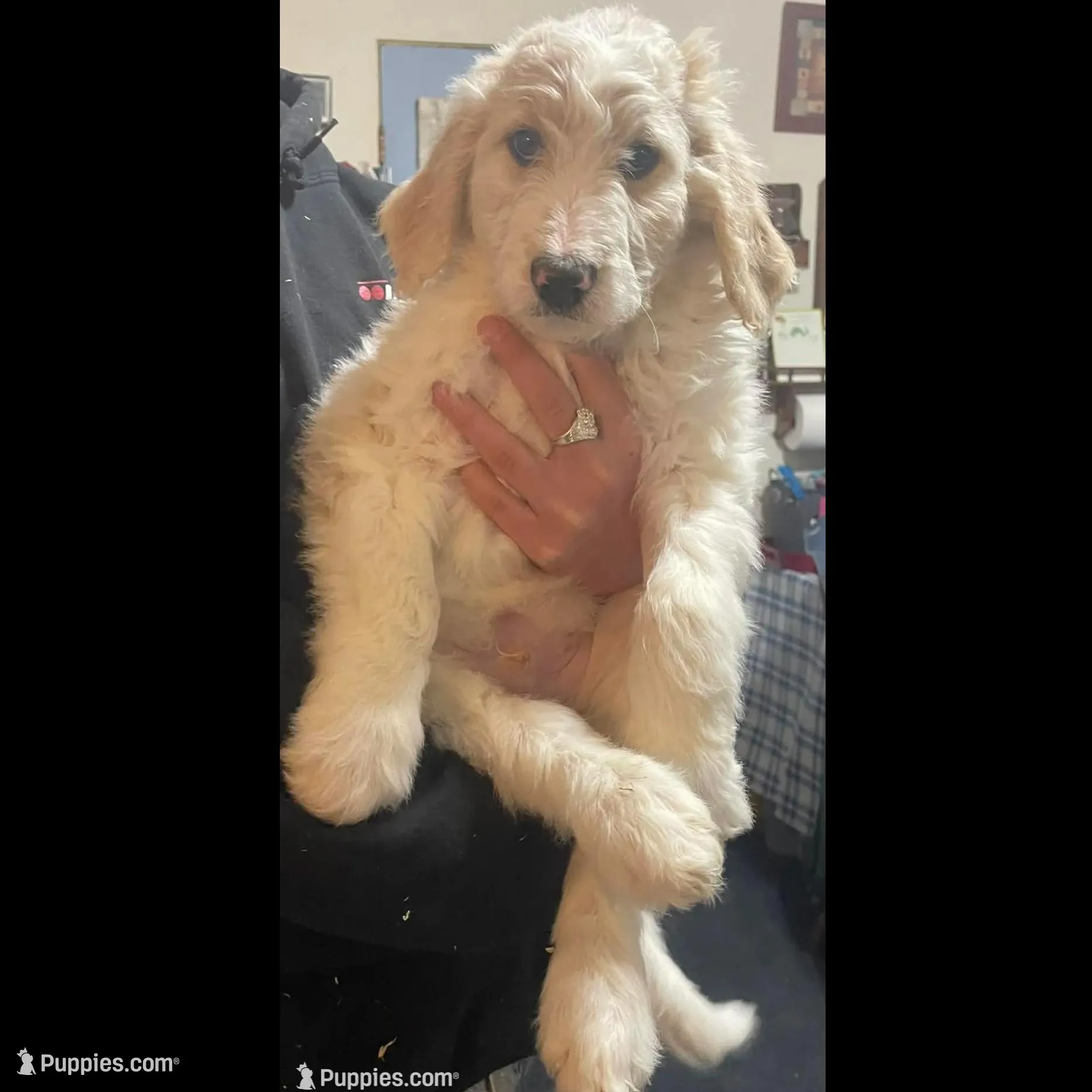 Jake, a male Goldendoodle for sale in Ellis Grove, IL – Photo 4 of 7