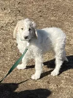 Jake, a male Goldendoodle for sale in Ellis Grove, IL – Photo 1 of 7