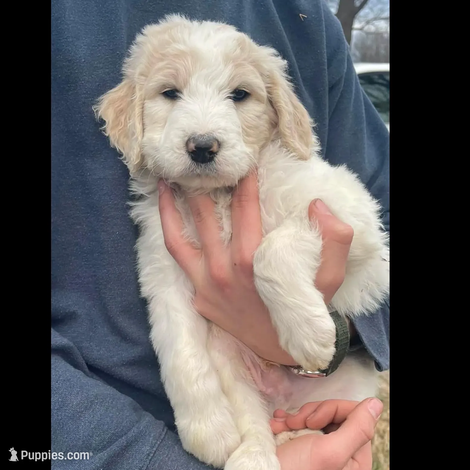 Jake, a male Goldendoodle for sale in Ellis Grove, IL – Photo 6 of 7