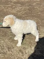 Jake, a male Goldendoodle for sale in Ellis Grove, IL – Photo 5 of 7