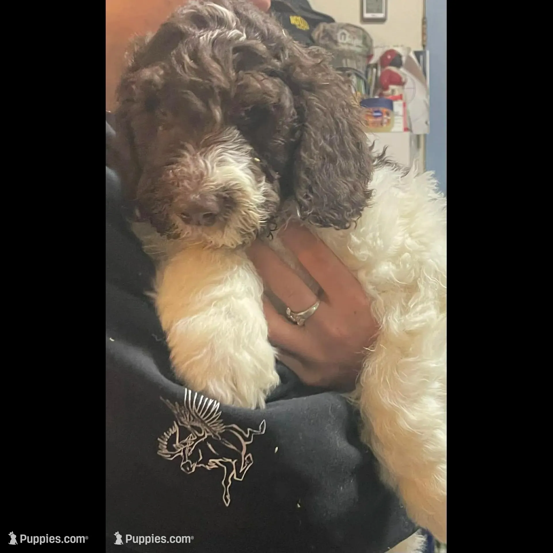 Party Jack, a male Goldendoodle for sale in Ellis Grove, IL – Photo 4 of 5