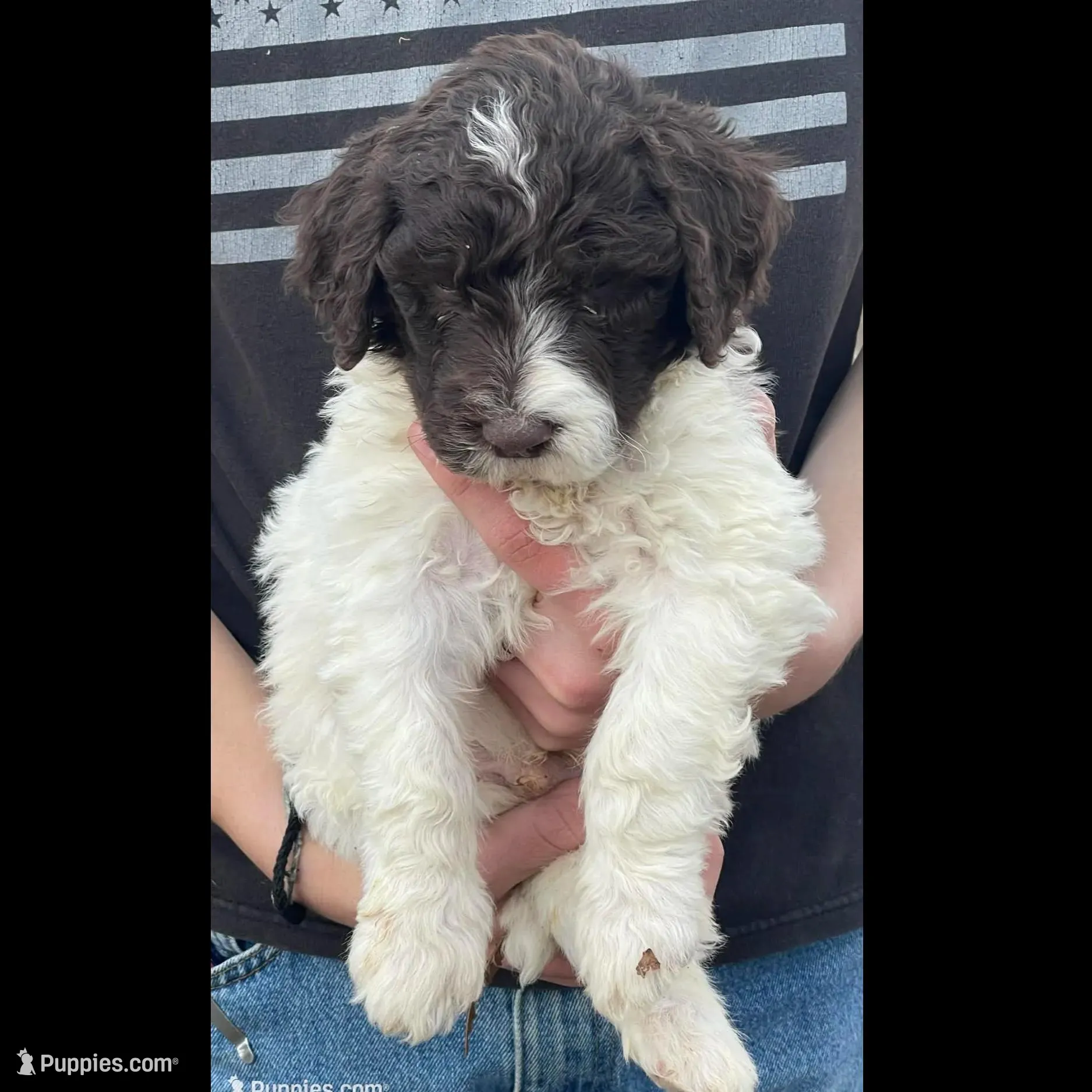 Party Jack, a male Goldendoodle for sale in Ellis Grove, IL – Photo 3 of 5