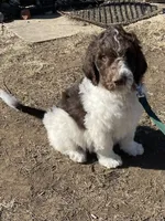 Party Jack, a male Goldendoodle for sale in Ellis Grove, IL – Photo 2 of 5
