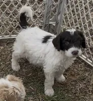 Pokie, a male Goldendoodle for sale in Ellis Grove, IL – Photo 1 of 5