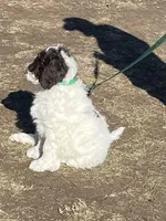 Pokie, a male Goldendoodle for sale in Ellis Grove, IL – Photo 2 of 5