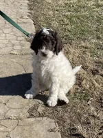 Pokie, a male Goldendoodle for sale in Ellis Grove, IL – Photo 3 of 5
