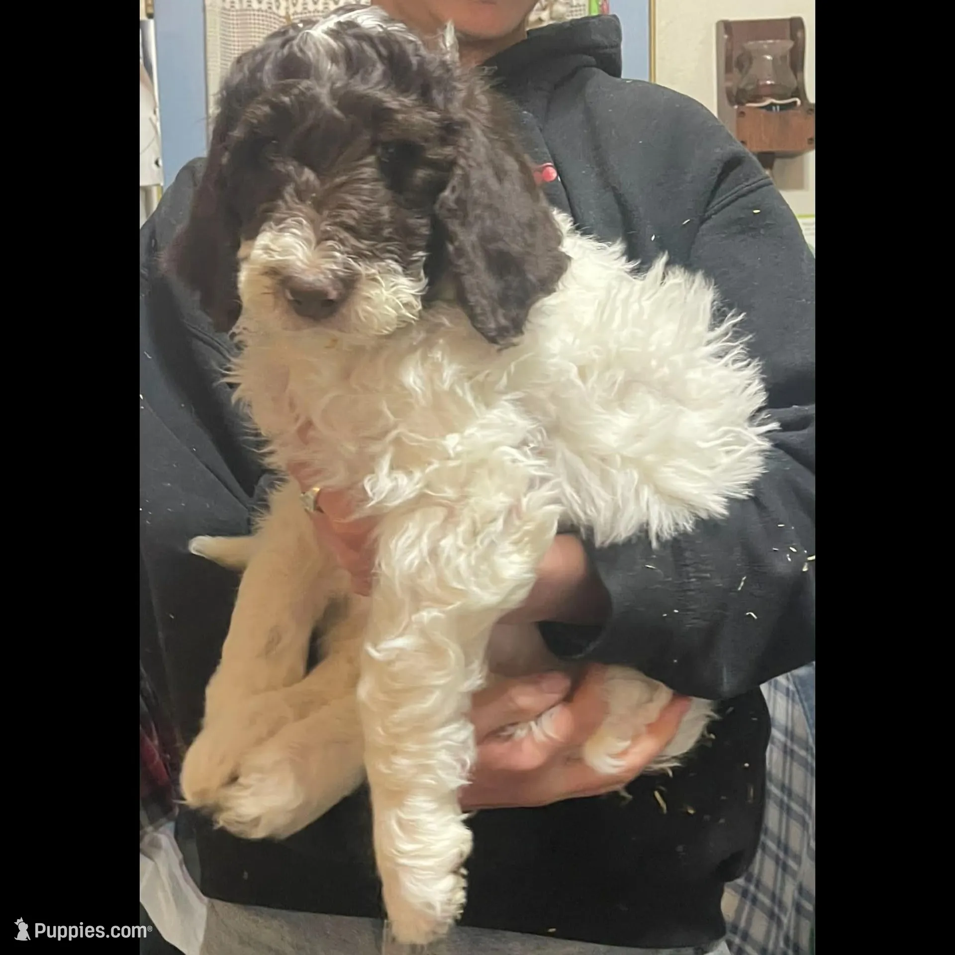 Pokie, a male Goldendoodle for sale in Ellis Grove, IL – Photo 4 of 5