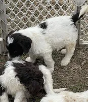 Pokie, a male Goldendoodle for sale in Ellis Grove, IL – Photo 5 of 5