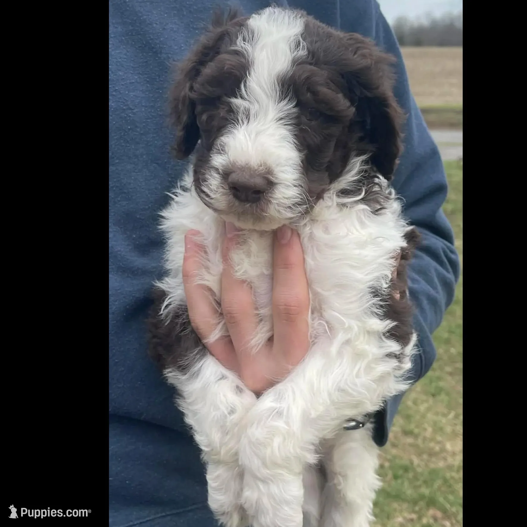 Party Jill, a female Goldendoodle for sale in Ellis Grove, IL – Photo 5 of 8