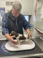 Party Jill, a female Goldendoodle for sale in Ellis Grove, IL – Photo 8 of 8