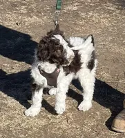 Party Jill, a female Goldendoodle for sale in Ellis Grove, IL – Photo 1 of 8