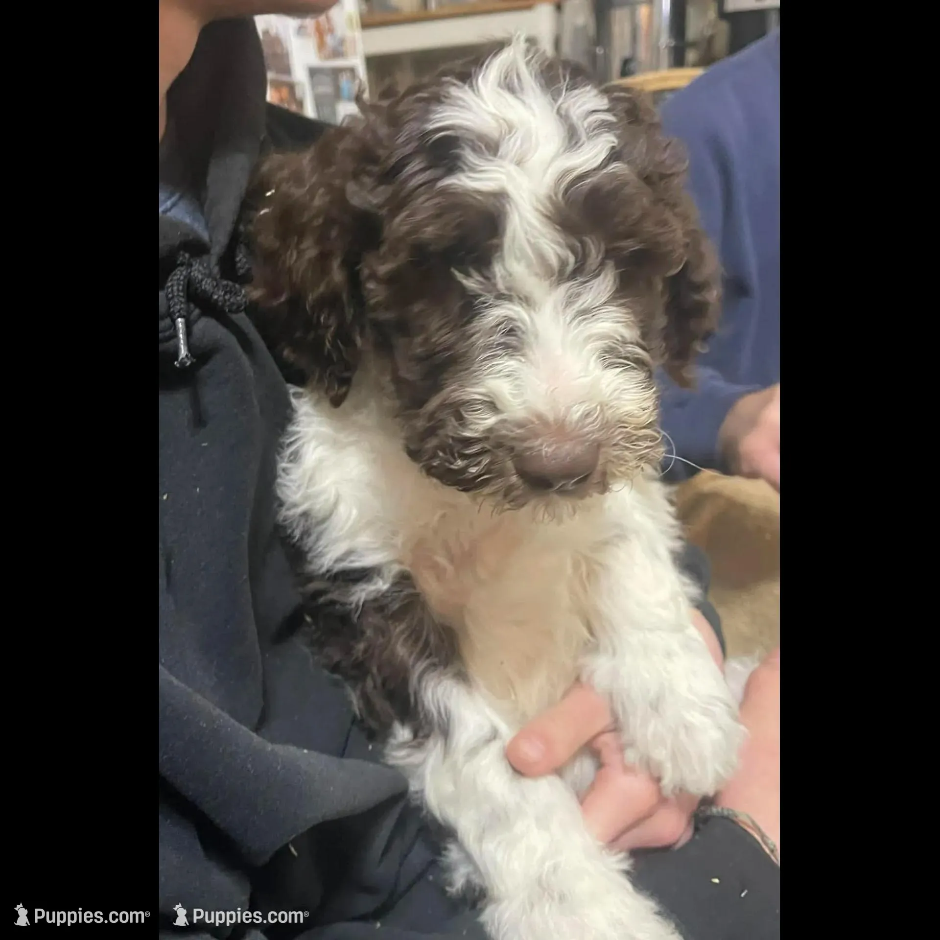 Party Jill, a female Goldendoodle for sale in Ellis Grove, IL – Photo 3 of 8