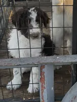 Party Jill, a female Goldendoodle for sale in Ellis Grove, IL – Photo 4 of 8