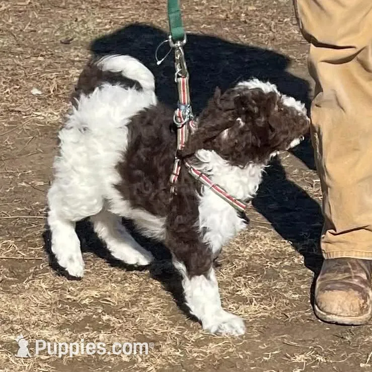 Party Jill, a female Goldendoodle for sale in Ellis Grove, IL – Photo 2 of 8