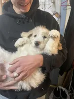 Jake, a male Goldendoodle for sale in Ellis Grove, IL – Photo 3 of 7