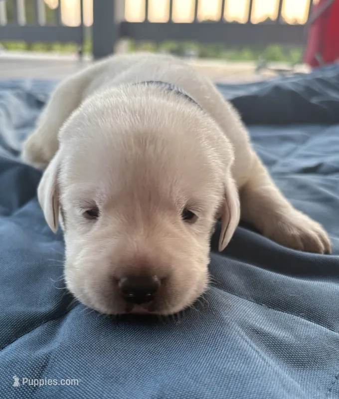 Gray Collar Male – Labrador Retriever puppy for sale in Carriere, MS