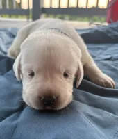Gray Collar Male, a male Labrador Retriever for sale in Carriere, MS – 1 of 8
