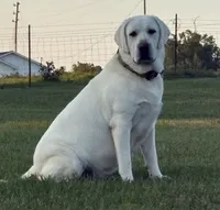 Black Collar Male, a male Labrador Retriever for sale in Carriere, MS – 4 of 8