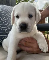 Blue Collar Male, a male Labrador Retriever for sale in Carriere, MS – 3 of 10