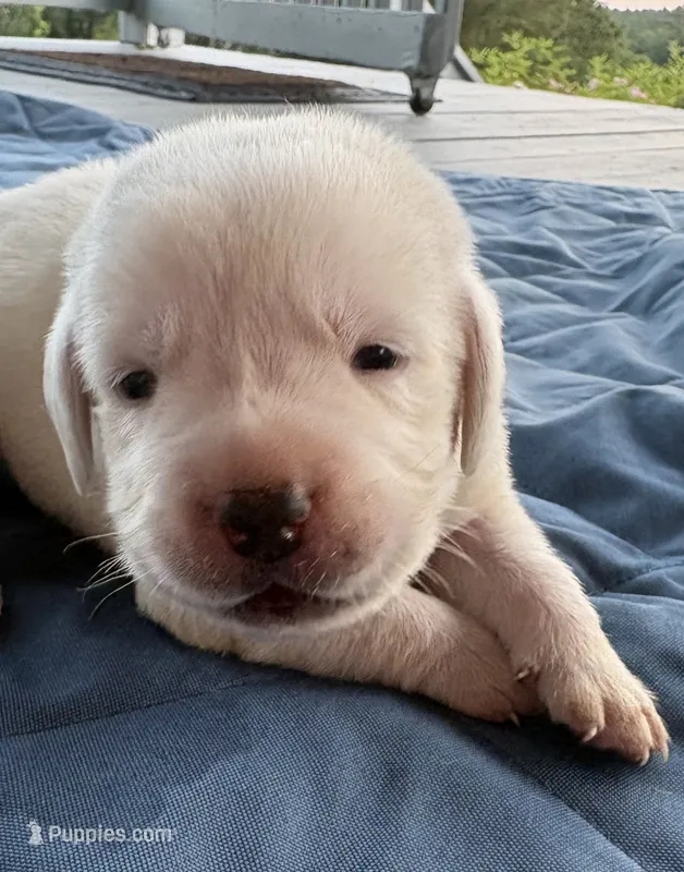 Red Collar Female – Labrador Retriever puppy for sale in Carriere, MS
