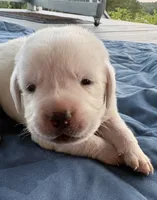 Red Collar Female, a female Labrador Retriever for sale in Carriere, MS – 1 of 6