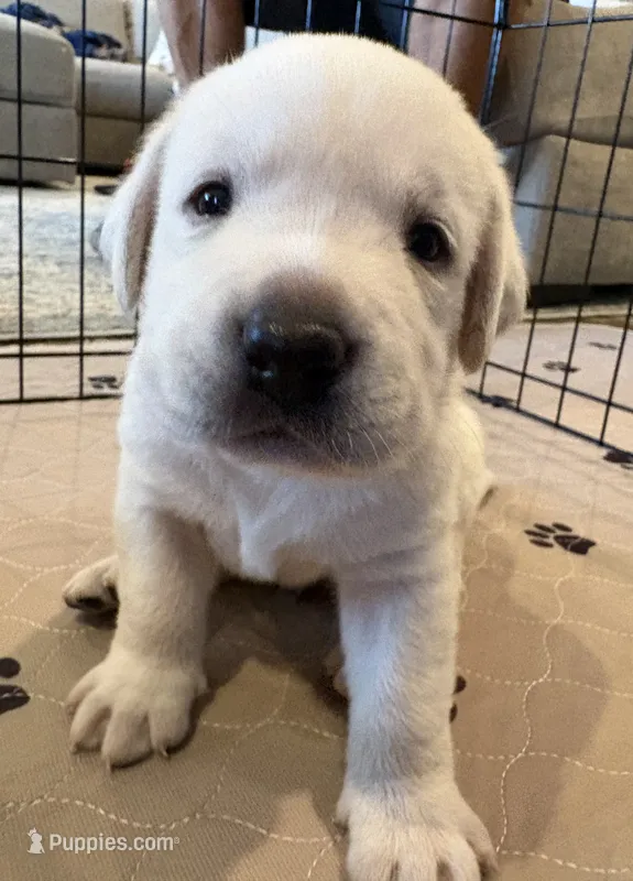 Black Collar Male – Labrador Retriever puppy for sale in Carriere, MS