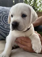 Blue Collar Male, a male Labrador Retriever for sale in Carriere, MS – 4 of 10