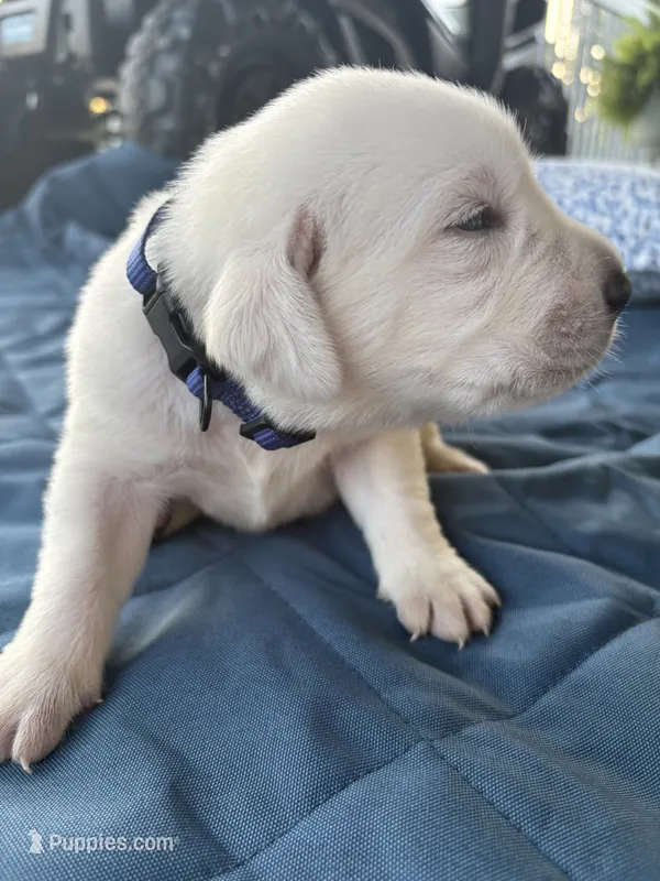 Blue Collar Male – Labrador Retriever puppy for sale in Carriere, MS