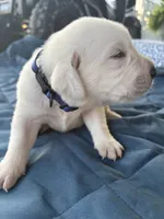 Blue Collar Male, a male Labrador Retriever for sale in Carriere, MS – 1 of 10