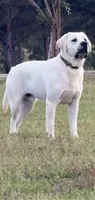 Red Collar Male, a male Labrador Retriever for sale in Carriere, MS – 10 of 10