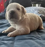 Red Collar Male, a male Labrador Retriever for sale in Carriere, MS – 2 of 10