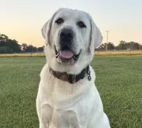 Blue Collar Female, a female Labrador Retriever for sale in Carriere, MS – 5 of 8