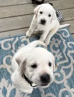 Gray Collar Male, a male Labrador Retriever for sale in Carriere, MS – 4 of 10