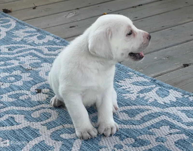 Gray Collar Male – Labrador Retriever puppy for sale in Carriere, MS