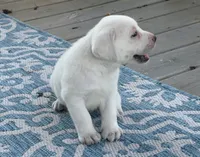Gray Collar Male, a male Labrador Retriever for sale in Carriere, MS – 5 of 10