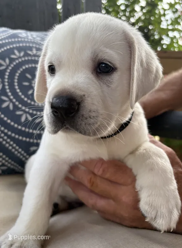 Pink Female – Labrador Retriever puppy for sale in Carriere, MS