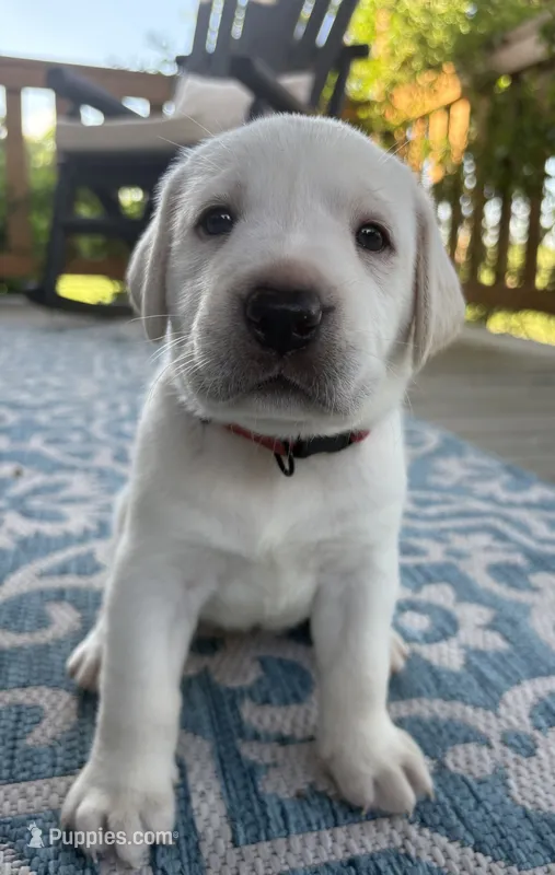 Red Collar Female – Labrador Retriever puppy for sale in Carriere, MS